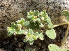 Euphorbia setiloba