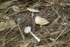 Agrocybe rivulosa