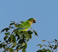 Eupsittula aurea