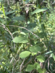 Glyceria striata
