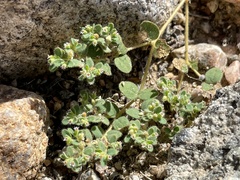 Euphorbia setiloba