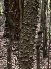 Pyrazus ebeninus