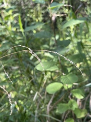 Glyceria striata