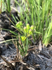 Asclepias pedicellata