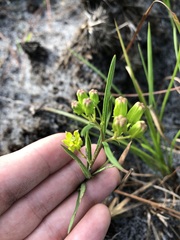 Asclepias pedicellata