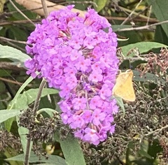 Polites themistocles