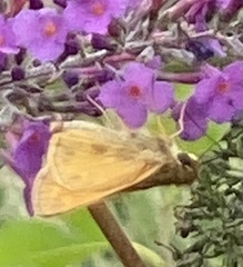 Polites themistocles