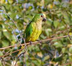 Eupsittula aurea
