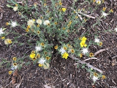 Heterotheca hirsuta