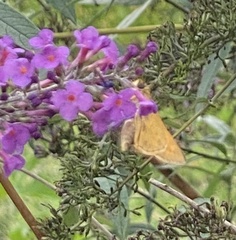 Polites themistocles