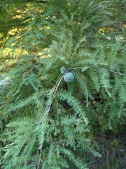 Taxodium distichum