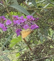 Polites themistocles