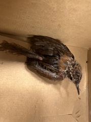 Cistothorus palustris