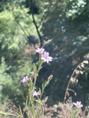 Epilobium brachycarpum