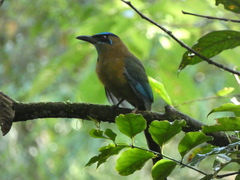 Momotus lessonii