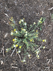 Heterotheca hirsuta