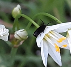 Acoloithus falsarius