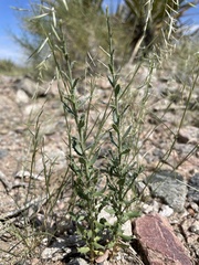 Adenophyllum cooperi