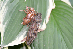 Graptopsaltria nigrofuscata