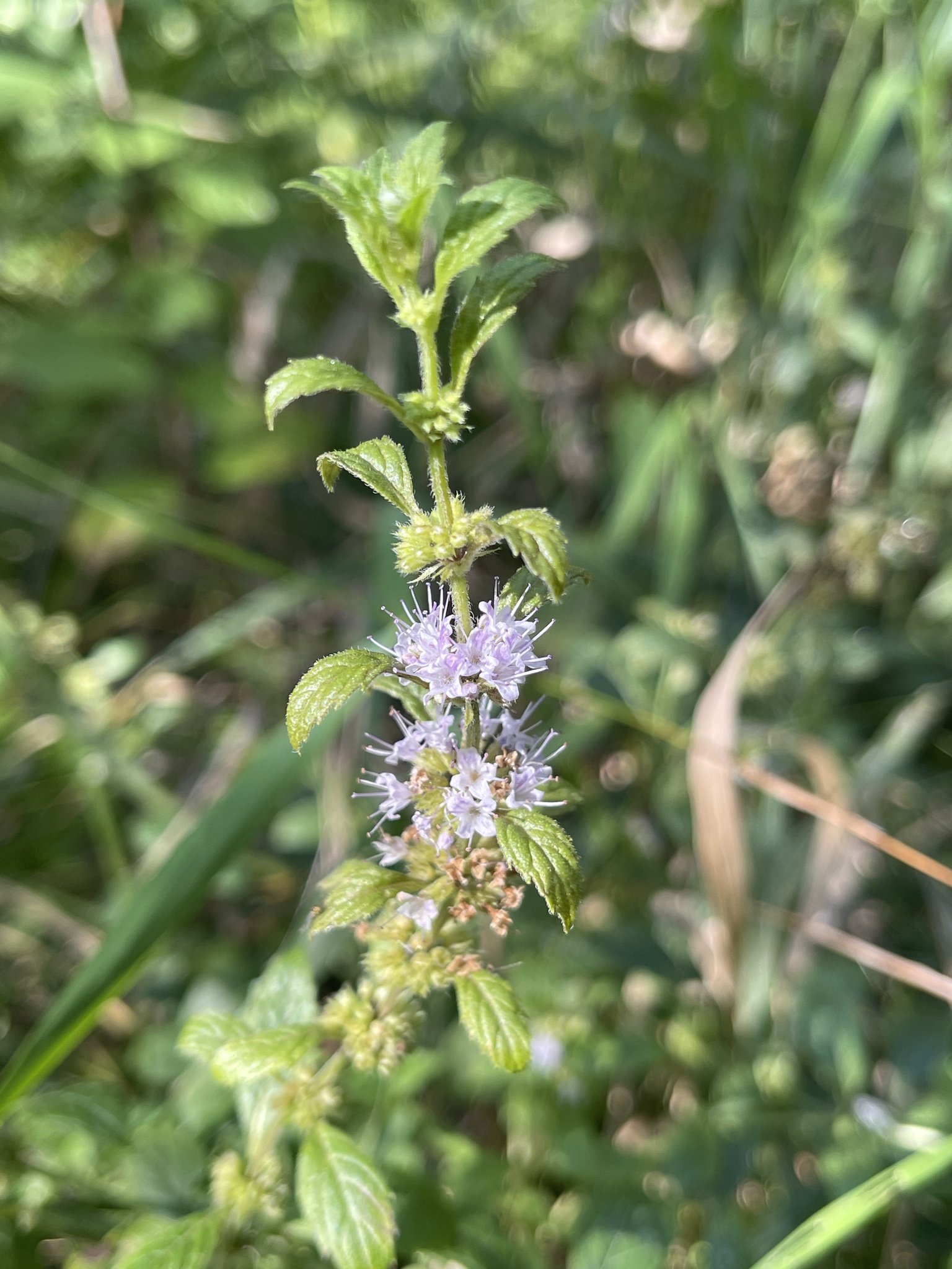 Mentha X gracilis