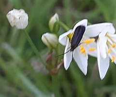Acoloithus falsarius