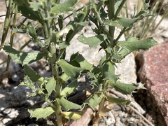 Adenophyllum cooperi