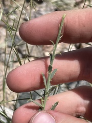Adenophyllum cooperi