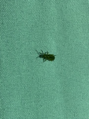 Coleoptera