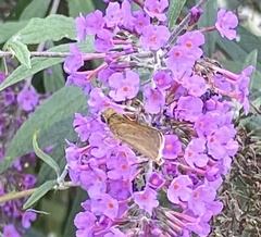 Polites themistocles