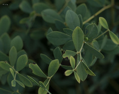 Baptisia