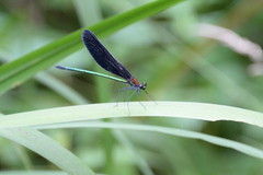 Atrocalopteryx atrata