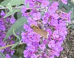 Polites themistocles