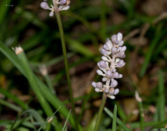 Liriope muscari