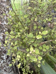 Coprosma tenuicaulis
