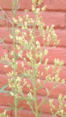 Erigeron sumatrensis