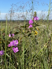 Agalinis fasciculata