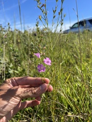 Agalinis fasciculata