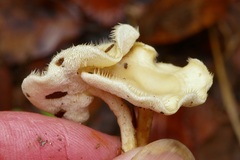 Lentinus flexipes