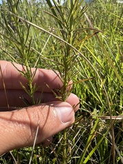 Agalinis fasciculata