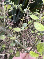 Coprosma tenuicaulis