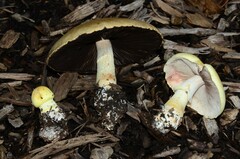 Agaricus floridanus