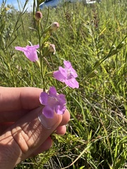 Agalinis fasciculata