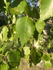 Betula