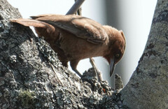 Pseudoseisura lophotes