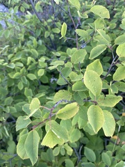 Amelanchier