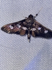 Desmia