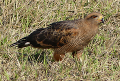 Buteogallus meridionalis