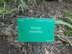 Arenga micrantha