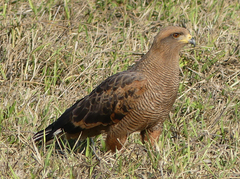 Buteogallus meridionalis