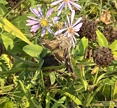Autographa californica
